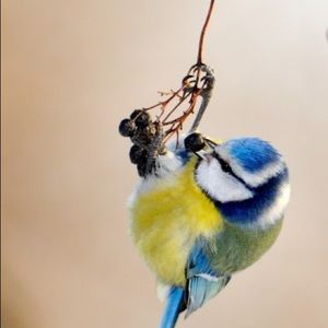 Meet your Posher, Danny